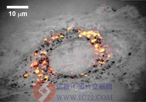 在纯化的羧酸化单壁碳纳米管中重叠并分散的单细胞 www.ic72.com